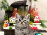 Ayi Surat Oyuncu Si̇lver Bri̇tsh Shorthai̇r Yavrular