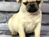 PUG YAVRULARIMIZ SEVGİ DOLU YUVALARINI ARIYOR