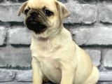 Pug Yavrularimiz Sevgi̇ Dolu Yuvalarini Ariyor