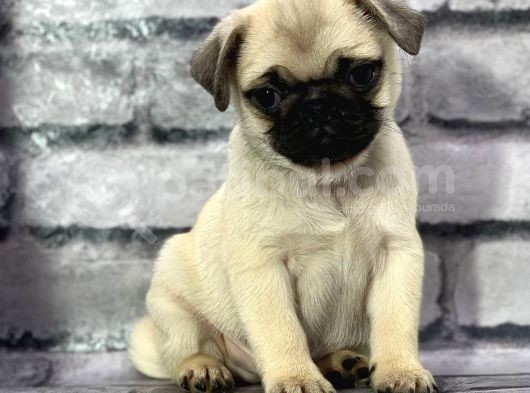 Pug Yavrularimiz Sevgi̇ Dolu Yuvalarini Ariyor görsel