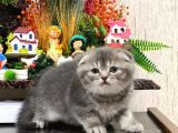 Ayi Surat Si̇lver Scotti̇sh Fold Güzelli̇ği̇m