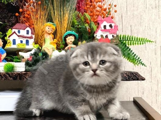 Ayi Surat Si̇lver Scotti̇sh Fold Güzelli̇ği̇m görsel