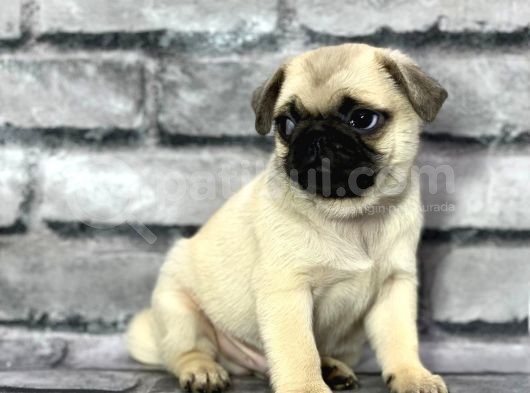 Pug Yavrularimiz Sevgi̇ Dolu Yuvalarini Ariyor görsel