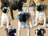 Presacanario Fawn Bebekler