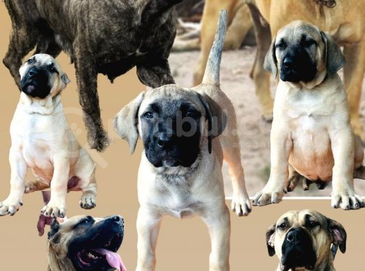Presacanario Fawn Bebekler görsel
