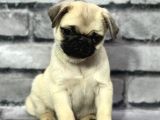 Pug Yavrularimiz Sevgi̇ Dolu Yuvalarini Ariyor