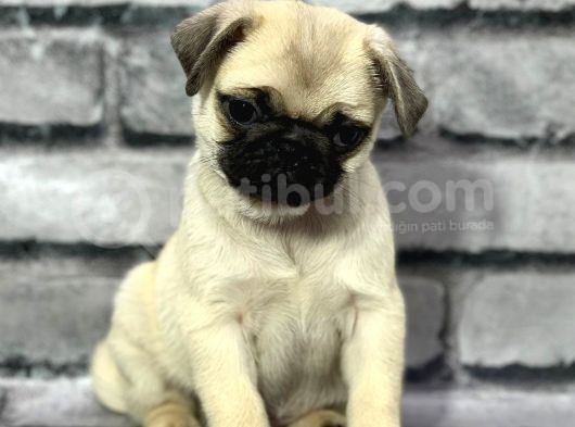 Pug Yavrularimiz Sevgi̇ Dolu Yuvalarini Ariyor görsel