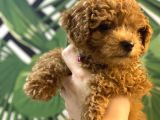 KORE KAN MİNYATÜR TOY POODLE YAVRULAR