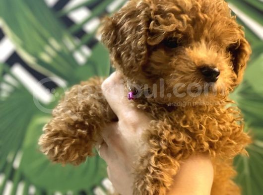 Kore Kan Mi̇nyatür Toy Poodle Yavrular