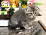 Ayi Surat Si̇lver Scotti̇sh Fold Güzelli̇ği̇m