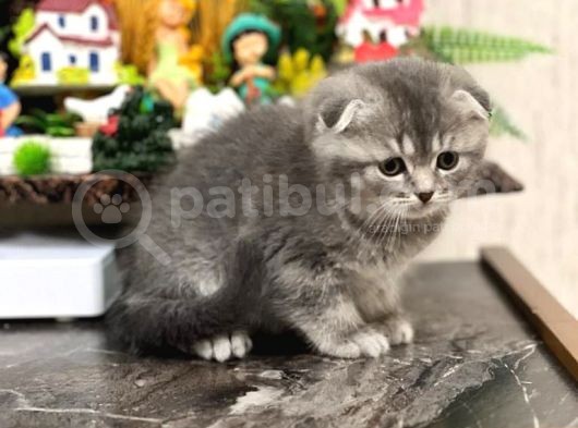 Ayi Surat Si̇lver Scotti̇sh Fold Güzelli̇ği̇m görsel
