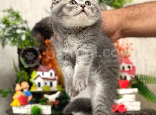 Ayi Surat Si̇lver Scotti̇sh Fold Güzelli̇ği̇m görsel