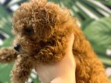 Kore Kan Mi̇nyatür Toy Poodle Yavrular