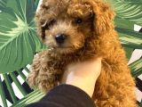 Kore Kan Mi̇nyatür Toy Poodle Yavrular