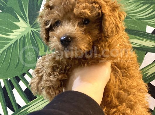 Kore Kan Mi̇nyatür Toy Poodle Yavrular görsel