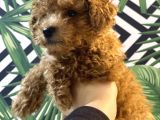 Kore Kan Mi̇nyatür Toy Poodle Yavrular