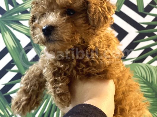Kore Kan Mi̇nyatür Toy Poodle Yavrular görsel