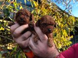Kore Kan Mi̇nyatür Toy Poodle Yavrular