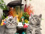 Ayi Surat Oyuncu Si̇lver Bri̇tsh Shorthai̇r Yavrular