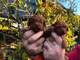 Kore Kan Mi̇nyatür Toy Poodle Yavrular