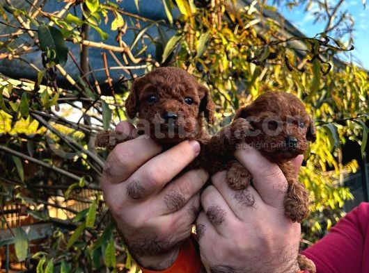 Kore Kan Mi̇nyatür Toy Poodle Yavrular görsel