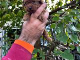 Kore Kan Mi̇nyatür Toy Poodle Yavrular