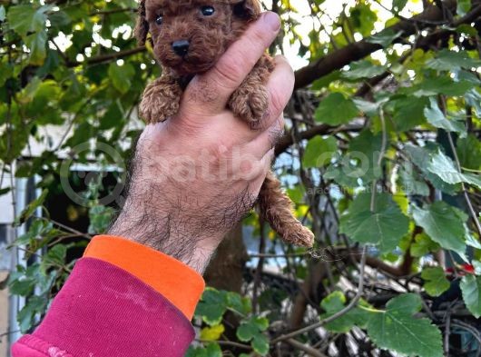 Kore Kan Mi̇nyatür Toy Poodle Yavrular görsel
