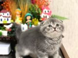 AYI SURAT SİLVER SCOTTİSH FOLD GÜZELLİĞİM