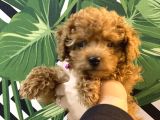 Kore Kan Mi̇nyatür Toy Poodle Yavrular