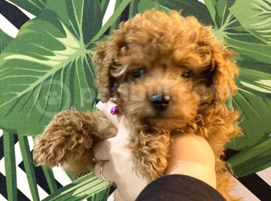 Kore Kan Mi̇nyatür Toy Poodle Yavrular görsel