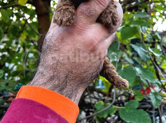 Kore Kan Mi̇nyatür Toy Poodle Yavrular görsel