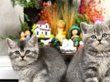 OYUNCU SAFKAN GÜZEL BEBEKLERİM BRİTSH SHORTHAİR YAVRULAR