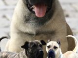 Presacanario Fawn Bebekler