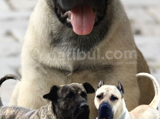 Presacanario Fawn Bebekler görsel