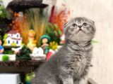 Ayi Surat Si̇lver Scotti̇sh Fold Güzelli̇ği̇m