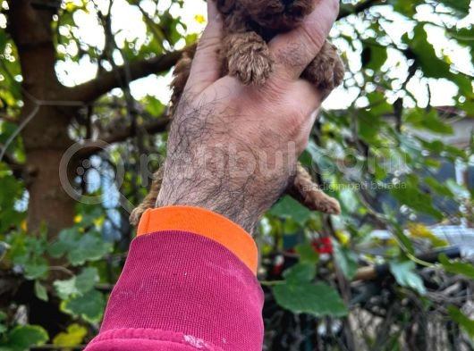 Kore Kan Mi̇nyatür Toy Poodle Yavrular görsel