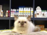 OYUNCU SAFKAN BLUE POİNT BRİTİSH SHORTHAİR YAVRULARIM