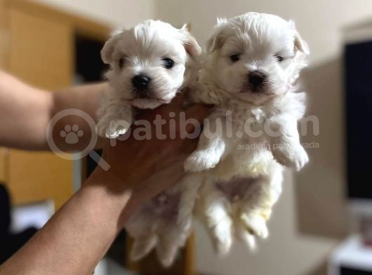 Sevimli Teacup Sıfır Burun Maltese Bebeklerim görsel