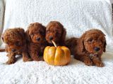 Ev Ortamindan Red Toy Poodle Yavrular