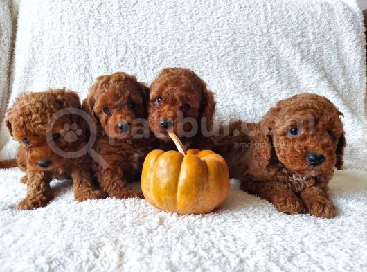 Ev Ortamindan Red Toy Poodle Yavrular görsel