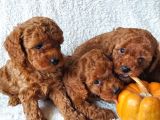 Ev Ortamindan Red Toy Poodle Yavrular