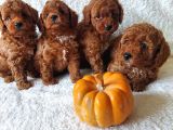 EV ORTAMINDAN RED TOY POODLE YAVRULAR