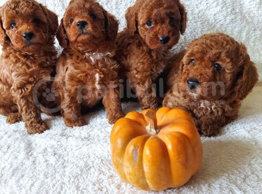 Ev Ortamindan Red Toy Poodle Yavrular