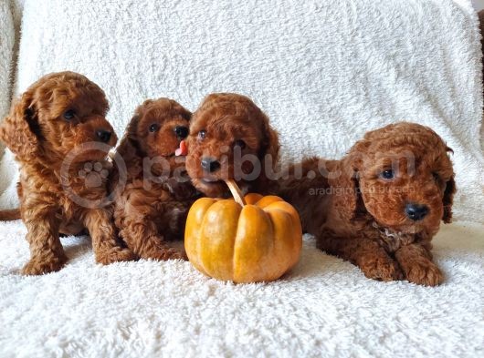 Ev Ortamindan Red Toy Poodle Yavrular görsel