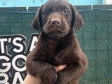Eşsi̇z Chocolate Labrador Bebekler