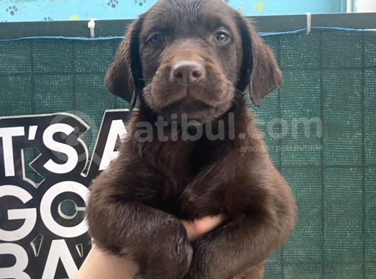 Eşsi̇z Chocolate Labrador Bebekler görsel