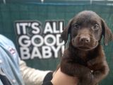 Eşsi̇z Chocolate Labrador Bebekler