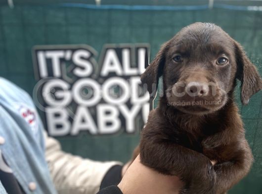 Eşsi̇z Chocolate Labrador Bebekler görsel