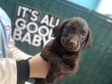 EŞSİZ CHOCOLATE LABRADOR BEBEKLER