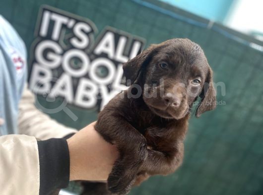 Eşsi̇z Chocolate Labrador Bebekler